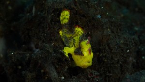 Yellow Frog Fish